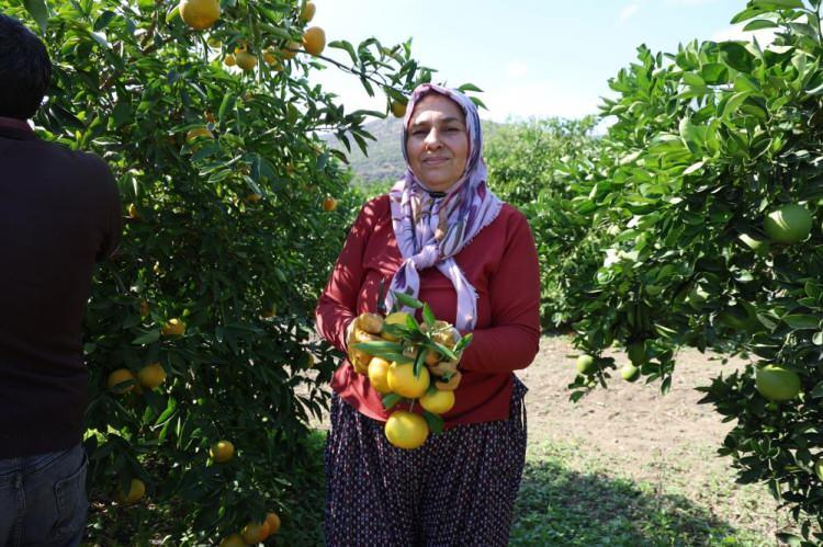 <p>Hasatta çalışan tarım işçilerinden Meryem Durmuş ise <strong>"Sabah 6'da mesaimiz başlıyor, 8 saat boyunca hasat yapıyoruz. Bu yıl mandalina hasadı çok güzel geçti.</strong></p>