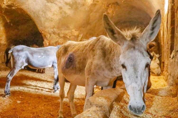 <p>Güneydoğu Anadolu Bölgesi'nin en önemli turizm merkezlerinden biri olan Mardin'in araç girmeyen dar ve merdivenli sokaklarındaki çöpler, yıllardır Artuklu Belediyesi'nin kadrolu eşekleriyle toplanıyor.</p>