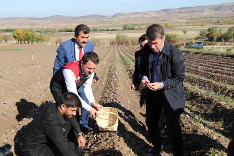 <p>Amasya’da 23 dekar üretimi yapılan bu bitkinin gıda, tekstil, parfüm ile ilaç sanayisinde kullanıldığına değinen Kılıç, <em><strong>"Safran bitkisi çok değerli olduğu için sahteciliği yapılmaktadır. </strong></em></p>