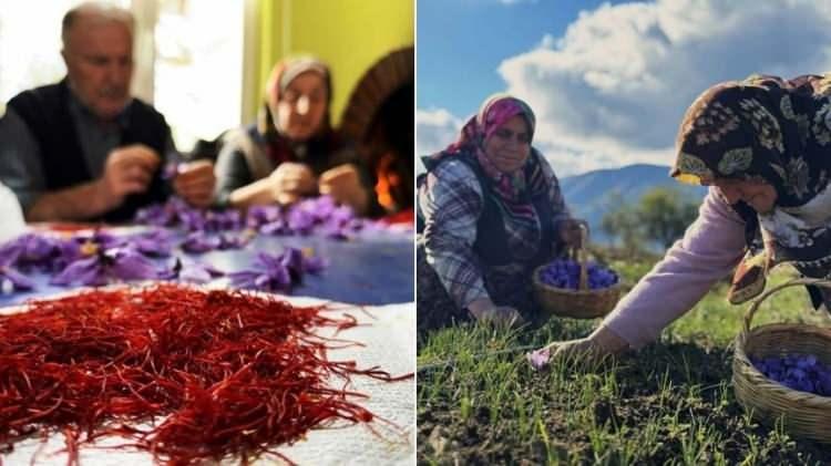 Safranbolu’da 600 bin TL’lik safran hasadı başladı! Safranın faydaları saymakla bitmiyor