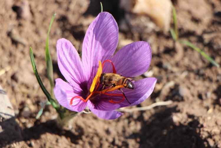 <p><span style="color:#B22222"><strong>"SAKSIDA BİLE YETİŞTİRİLEBİLİR"</strong></span></p>
