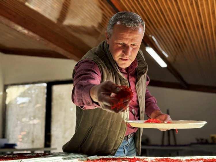 <p><span style="color:#000000"><strong>Safran üreticisi İsmail Yılmaz, hasat sürecine ilişkin şunları söyledi:</strong></span></p>

<p>"Şu an safran hasadının ortalarındayız. Hatta ortalarına bile gelmedik, daha zirveyi görmedik. Çiçeklenme tüm hızıyla devam ediyor. İnşallah 20-25 gün daha çiçeklenme devam eder. Her gün çiçekleri topluyoruz. Havaların ısınması bizi biraz korkutmuştu ama sonrasındaki serinleme ve aldığımız yağmurlar üretimi tetikledi. Şu anda güzel çiçek almaktayız. Büyük ihtimalle arzu ettiğimiz kadar safran elde edeceğiz bu sene, öyle görülüyor."</p>
