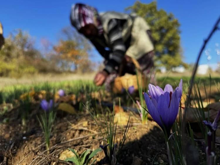 <p>Safranbolu’nun ismini aldığı bu değerli bitki, hem bölge ekonomisine katkı sağlıyor hem de Türkiye’nin geleneksel üretim mirasını yaşatmaya devam ediyor.</p>

<p> </p>

