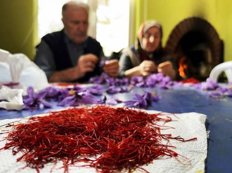 <p><strong>Safranbolu safranının kalitesine dikkat çeken Yılmaz, ürüne olan talebin her geçen yıl arttığını belirterek, "Safranbolu safranına oldukça fazla talep var. Çünkü ürün çok kaliteli. 2025 ürününü bir gram fiyatı 600 liradan satacağız gibi görünüyor. Tabii bu sezon sonu belli olur ama şu anda görülen fiyat yaklaşık 600 lira civarında" dedi</strong></p>
