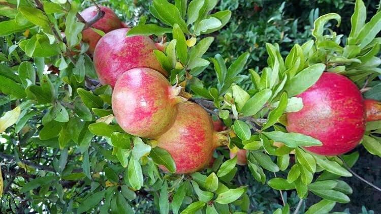 <p><span style="color:#FF0000"><strong>"KATKI YA DA KİMYASAL YOK SADECE EMEK VE SABIR VAR"</strong></span></p>

<p><strong>Zahmetli yapım süreciyle adından söz ettiren nar ekşisinin yapımı için çok emek verdiklerini dile getiren Muharrem Ay, "Biz bu işi dedelerimizden öğrendik. Her yıl narlarımızı toplayıp aynı yöntemle ekşiye dönüştürürüz. Ne katkı var ne kimyasal. Sadece emek ve sabrımız var" şeklinde konuştu.</strong></p>
