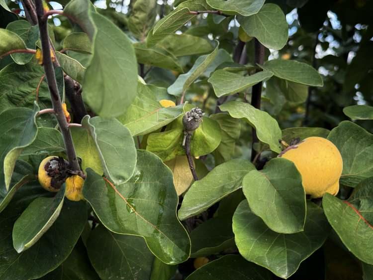 <p><span style="color:#A52A2A"><strong>DON VURDU</strong></span></p>

<p> </p>

<p>Türkiye’nin dünyaya ihraç edilen önemli tarım ürünlerinden biri olan coğrafi işaretli Geyve ayvası, bu yıl zirai don sebebiyle yüyük kayıp yaşadı. </p>
