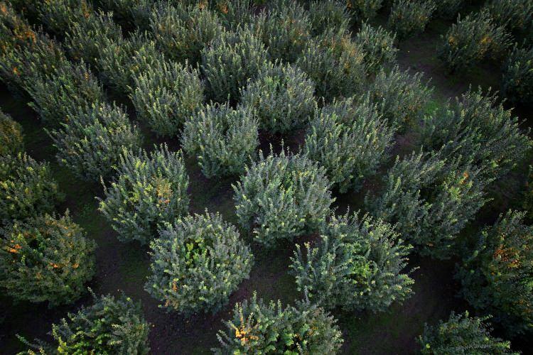 <p>Sakarya'nın Geyve ile Pamukova ilçelerinde yetiştirilen coğrafi işaretli dalların altın sarısı ayvanın hasat döneminde zirai don olayı sonrasında verim sıfıra kadar düştüğü kaydedildi. <strong><em>Üretici yaşadığı üzüntüyü ve kaybı anlattı...</em></strong></p>
