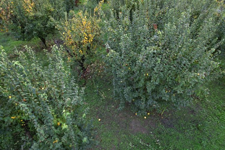 <p>Her yıl sapından yaprağına kadar değerlendirilen, parlak altın sarısı rengiyle "dalların altını" olarak anılan ayva, bu sezon çiftçinin yüzünü güldürmedi.</p>
