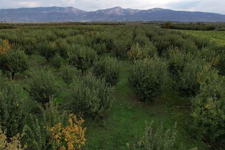 <p><span style="color:#A52A2A"><strong>DÖNÜM BAŞI 5 BİN TL ÖDENECEK </strong></span></p>

<p> </p>

<p>Zirai don sonrasında yetkililerin çalışma başlattığını aktaran Pamukova Ziraat Odası Başkanı Yaşar Ulukaya, <strong><em>çiftçiye dönüm başına 5 bin lira yatırılmaya başlandığını söyledi.</em></strong></p>
