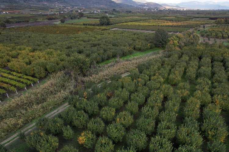 <p>Çiftçi Umut Cepheci ise komşularının<strong><em> 10 dönümlük arazisinden yaklaşık 2 kasa ayva topladığını belirtti.</em></strong></p>
