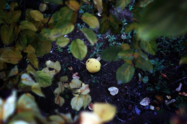 <p>Geçtiğimiz aylarda etkili olan zirai don, meyve oluşumunu olumsuz etkileyince verim bazı bahçelerde sıfıra kadar düştü.</p>
