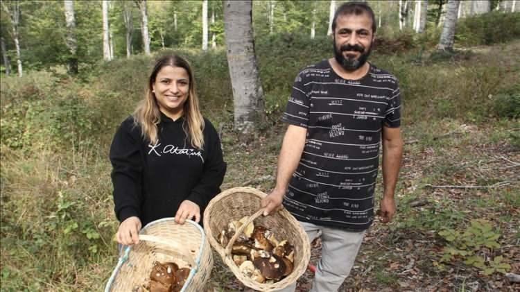<p><span style="color:#800000"><strong>Sinop’un ormanlık alanlarında doğal olarak yetişen ve halk arasında “fesleğen” ya da “çörek mantarı” olarak bilinen boletus edulis, bölge halkına önemli bir gelir kapısı oldu. Zorlu arazilerde toplanan bu değerli mantar, kilosu 600 liradan başta İtalya olmak üzere Avrupa ülkelerine ihraç ediliyor.</strong></span></p>