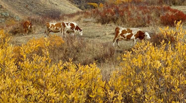 <p><strong>Kavak, kuşburnu ve kayın ağaçlarının tüm ihtişamını gözler önüne serdiği manzaralar, vatandaşlardan yoğun ilgi görüyor.</strong></p>
