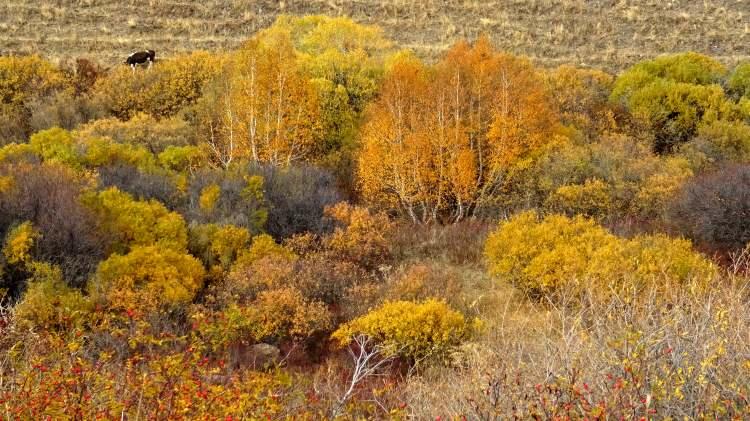 <p><strong>Bölgede telefonuyla çekim yapan doğasever Nazlı Açelya Demirci, sonbaharın son güzelliklerini kayıt altına almaya çalıştıklarını belirterek "Sonbaharın çok güzel renkleri hakim. Özellikle sarı, kırmızı, turuncu tonlar çok güzel. Biz de telefonla öz çekim yapıyoruz. Kışa girmeden bu manzaraları kayıt altına alalım dedik." dedi.</strong></p>
