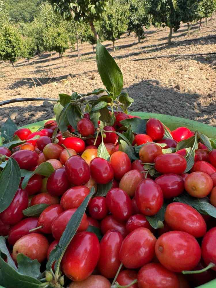 <p>Üreticiler, dağlık bölgelerden toplanan doğal kızılcığın zahmetli bir süreçle elde edildiğini belirterek, bu yıl ürünün hem verimli hem de kaliteli olduğunu ifade ediyor.</p>