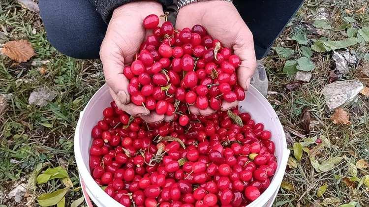 <p>Vatandaşlar ise kış aylarına hazırlık için kızılcık alıp kaynatarak saklamayı tercih ediyor. Doğal yapısı ve ekşimsi tadıyla sevilen kızılcık, son yıllarda ev yapımı ürünlere yönelen tüketicilerin de gözdesi haline geldi.</p>