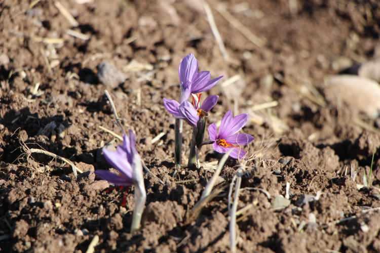 <p><em><strong>Yetiştirmesi çok meşakkatli de değildir. Tarlada, bahçede hatta saksı da bile yetiştirilebilir"</strong></em> diye konuştu.</p>