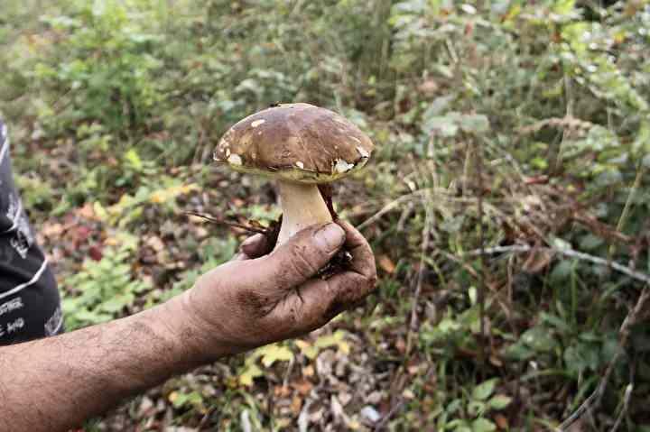<p>Sinop’un ormanlık ve engebeli bölgelerinde doğal olarak yetişen boletus edulis mantarı, yöre halkı tarafından “fesleğen” veya “çörek mantarı” adıyla biliniyor. Özellikle sonbahar aylarında yağışların ardından ortaya çıkan bu mantar türü, lezzeti ve besin değeriyle Avrupa mutfaklarının gözdesi haline geldi.</p>
