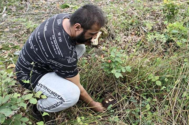 <p>Vatandaşlar, çalılıkların ve sık ağaçların arasında zorlu koşullarda topladıkları mantarları hem iç piyasada hem de ihracat yoluyla değerlendiriyor. Kilogramı 600 liradan alıcı bulan fesleğen mantarı, özellikle İtalya, Almanya ve Fransa gibi ülkelerde büyük talep görüyor.</p>