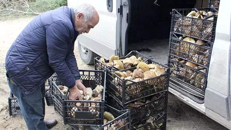 <p>Bölgede mantar alımı yapan firma yetkilisi İhsan Kapusuz, Türkiye'nin mantar çıkan her bölgesinde alım yaptıklarını söyledi.</p>
<p> </p>