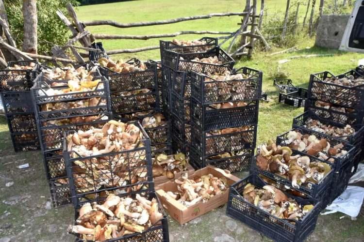 <p>Sinop'ta toplanan zehirsiz mantar türlerinin ağırlıkla yemeklerde kullanıldığını vurgulayan Kapusuz, bu mantarların büyük bir bölümünün de yurt dışına gönderildiğini anlattı.</p>
<p>Kapusuz, her mevsimde çıkan mantar türleri bulunduğuna işaret ederek, "İlkbaharda çıkan mantarlar vardır sarıkız, kuzugöbeği gibi onları takip ederiz. Ondan sonra bu mantarlar çıkar. Borazan, siyah dediğimiz mantarlar var. Hepsini satın alırız" dedi.</p>