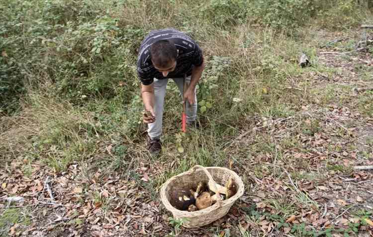 <p>Doğal yolla yetişen mantarların hem bölge halkına gelir hem de ihracata katkı sunduğunu vurgulayan Kapusuz, "Yemeklerde kullanılıyor. Başta İtalya olmak üzere Avrupa ülkelerine gidiyor, dünyanın çeşitli yerlerine gönderiliyor. Biz burada en az 20 milyon lira para dağıtmışızdır bir haftadır. Bunun tamamı da faturalıdır. Bizim şirketimiz var. Bizim için de nakliyeci için de köylü için de herkes için önemli bir gelir kaynağı" diye konuştu.</p>
<p> </p>