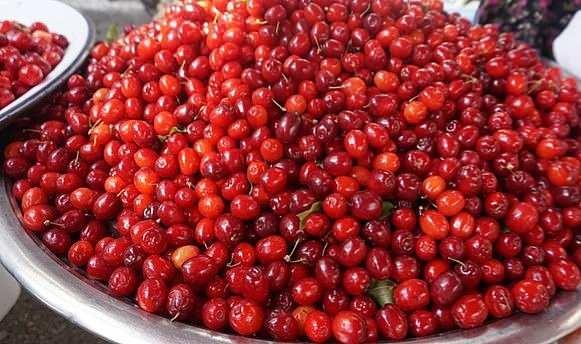 <p>Erzincan’da sonbaharın gelmesiyle birlikte doğanın kırmızı mucizesi kızılcık, tezgahlardaki yerini aldı. Özellikle kırsal bölgelerdeki ormanlık alanlar ve dere kenarlarından toplanan kızılcıklar, bu yıl da vatandaşlardan yoğun ilgi görüyor.</p>
