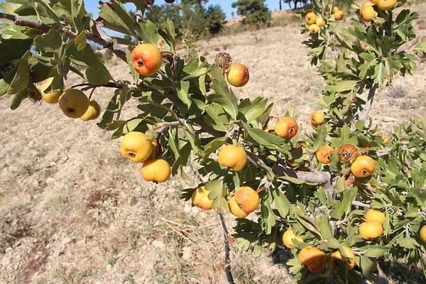 <p>Alıç Meyvesinin Faydaları:</p>

<p>Kalp ve damar sağlığını destekler.</p>

<p>Tansiyonu dengelemeye yardımcı olur.</p>

<p>Bağışıklık sistemini güçlendirir.</p>

<p>Sindirim sistemini düzenler.</p>

<p>Antioksidan özelliğiyle vücudu toksinlerden arındırır.</p>
