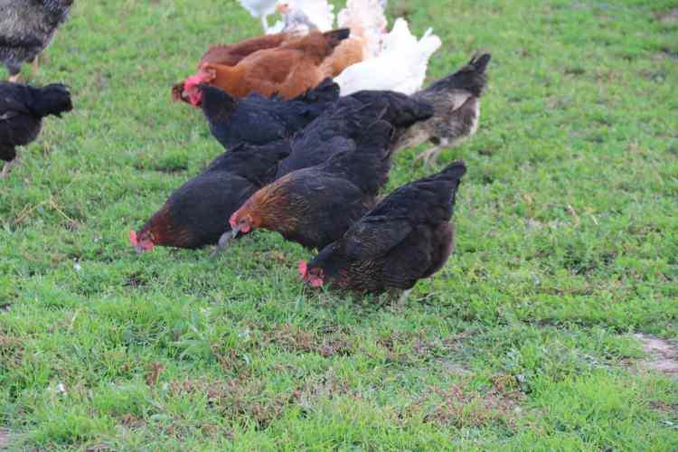 <p>Tepebaşı ilçesi Gazipaşa Mahallesi'nde yaşayan bazı vatandaşlar, başıboş köpeklerden oldukça şikayetçi. Bazı vatandaşlar çocuklarını dahi dışarıya oynamaya göndermeye korkuyor. Bazı vatandaşların ise bahçesinde beslediği tavuk ve horozların bir kısmı, köpeklerce telef olduğu iddia edildi.</p>
