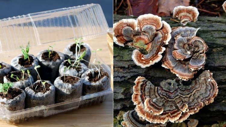 <p><span style="color:#8B4513"><em><strong>Evde hobi olarak başladığı mantar yetiştiriciliğini kazanca dönüştüren girişimci, balkonunu küçük bir seraya dönüştürerek kilosu 7 bin TL’ye kadar alıcı bulan “hindi kuyruğu mantarı” yetiştiriyor. Sağlığa faydalarıyla öne çıkan bu mantar, özellikle bağışıklık sistemini güçlendirmesiyle biliniyor.</strong></em></span></p>
