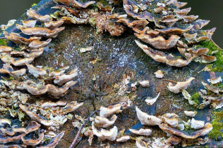 <p>Hobi olarak başladığı mantar yetiştiriciliğini kısa sürede profesyonel hale getiren üretici, “hindi kuyruğu mantarı” ile dikkat çekiyor.</p>
