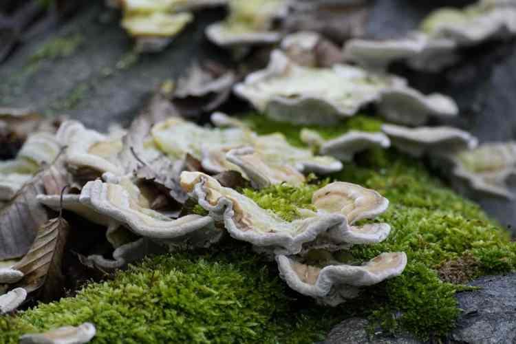 <p>Kilosu 7 bin TL’ye kadar alıcı bulan bu özel mantar, yüksek pazar değeriyle küçük üreticiler için kazanç kapısı haline geldi. Doğal ortamlarda ağaç gövdelerinde yetişen hindi kuyruğu mantarı, kontrollü koşullarda ev tipi seralarda da kolaylıkla üretilebiliyor.</p>
