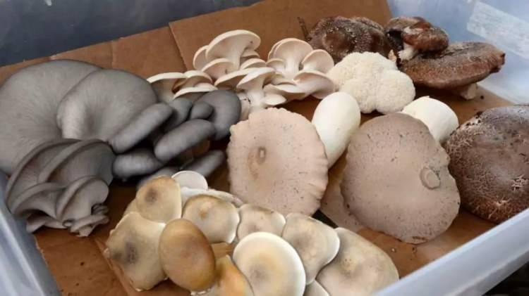 <p><span style="color:#800000"><em><strong>Bağışıklık sistemini güçlendirir:</strong></em></span> Polifenol ve beta-glukan açısından zengin içeriği sayesinde vücudu hastalıklara karşı korur.</p>

<p><span style="color:#800000"><em><strong>Kanser tedavisine destek olur:</strong></em></span> Yapılan bazı araştırmalar, bağışıklık sistemini destekleyerek tedavi sürecine yardımcı olabileceğini gösteriyor.</p>
