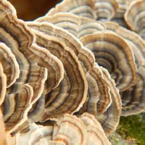 <p><span style="color:#800000"><em><strong>Sindirim sistemini düzenler:</strong></em></span> Prebiyotik etkisiyle bağırsak florasını dengeler.</p>

<p><span style="color:#000080"><em><strong>Antioksidan özellik taşır:</strong></em> </span>Hücre yenilenmesini destekleyerek yaşlanma etkilerini azaltabilir.</p>

<p><span style="color:#FF0000"><em><strong>Karaciğer sağlığını korur:</strong></em></span> Toksinlerin vücuttan atılmasına yardımcı olur.</p>
