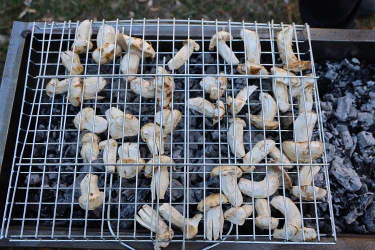 <p><span style="color:#A52A2A"><strong>100'E YAKIN MANTAR ÇEŞİDİ BULUNUYOR </strong></span></p>

<p> </p>

<p>Kozan Belediye Başkanı Mustafa Atlı ise bölgede 100'e yakın mantar çeşidi bulunduğunu belirterek, sedir mantarının hem ekonomik hem ekolojik açıdan önemli bir değer olduğunu kaydetti.</p>
