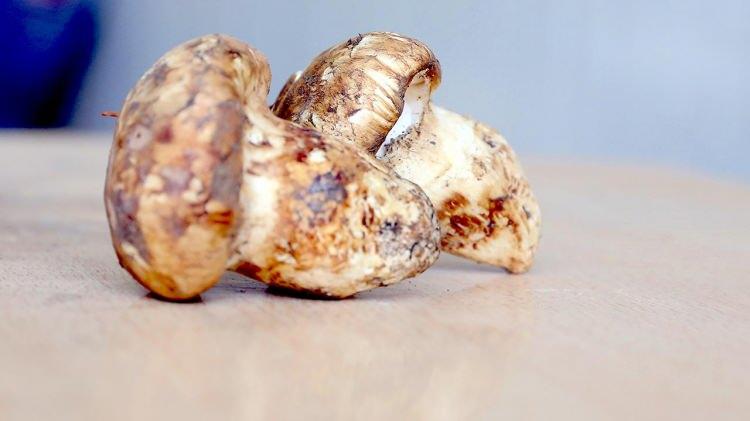 <p><span style="color:rgb(165, 42, 42)"><strong>GÜNLÜK 200 KİLO MANTAR TOPLANIYOR</strong></span></p>

<p> </p>

<p>Günlük yaklaşık 200 kilo mantarın toplandığı bölgede, köylüler bu yılın bereketli geçmesini beklediklerini ifade etti.</p>
