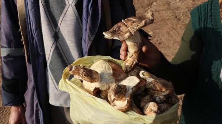 <p>Sedir mantarının bölge için marka haline geldiğine değinen Feke Belediye Başkanı Cömert Özen,<strong> "Toroslar'dan Japonya'ya uzanan bir yolculuğu var. Eskiden değeri bilinmezdi ama artık ihracat ürünü haline geldi. Mantarımızı tüm dünyaya tanıtmak istiyoruz."</strong> diye konuştu.</p>

<p> </p>

<p> </p>
