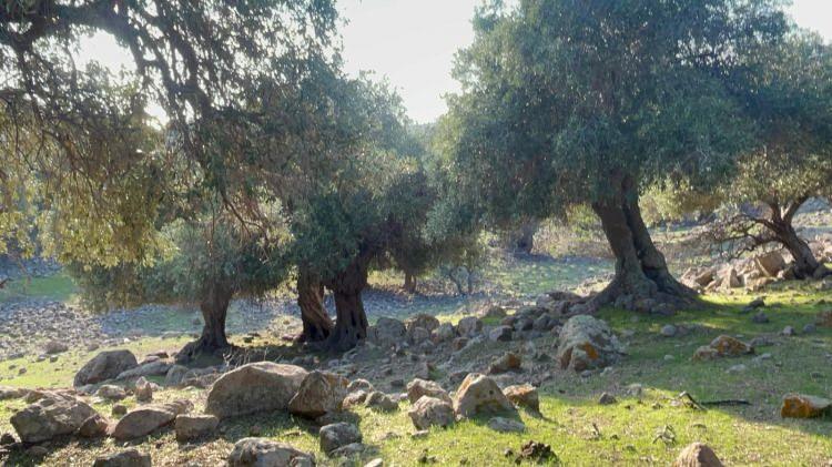 <p>Adanın bazı noktalarında bin yıllık ağaçlardan bile zeytin toplandığını belirten Atalay, <strong>"Hazine'ye ait özel bir alan var. 500 ila bin yıllık zeytin ağaçları bulunuyor bu alanda. Yüzlerce yıl zeytin yetişiyor burada. Tamamen doğal. Biz de hayvancılık kapalı değil serbest yapılır. Bu hayvanların gübreleriyle doğal yetişiyor. İlaç yok, kimyasal gübre yok"</strong> dedi.</p>

<p> </p>
