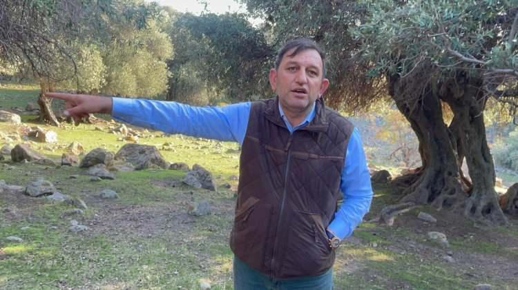 <p><span style="color:#B22222"><strong>İLAÇ VE KİMYASAL GÜBRE BULUNMUYOR</strong></span></p>

<p> </p>

<p>Ada genelinde 255 bin zeytin ağacı bulunduğunu ve hasat edilen ürünlerin tamamının yağlık olarak değerlendirildiğini aktaran Atalay, ladolia cinsinin sofralık tüketilmediğini söyledi.</p>
