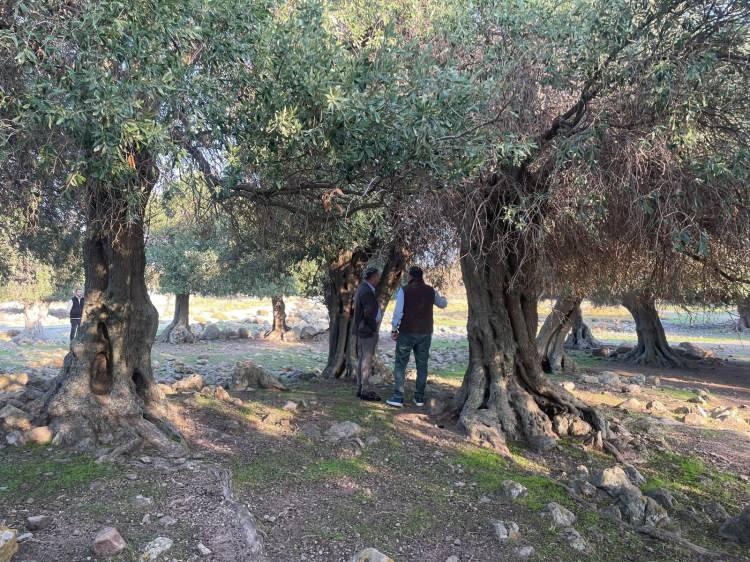 <p><span style="color:#B22222"><strong>JEOPARK YAPILACAK</strong></span></p>

<p> </p>

<p>Hazineye ait yüzlerce yıllık ağaçların bulunduğu alanın jeopark yapmak için çalıştıklarını vurgulayan Atalay, bu alanı belediye olarak özellikle koruduklarını ve çok özen gösterdiklerini anlattı.</p>

<p> </p>
