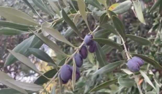 <p>Adada tarımsal üretimde zeytinyağının öne çıktığını dile getiren Atalay, şöyle konuştu: <strong>"Ladolia cinsi zeytin, Gökçeada zeytini olarak da biliniyor. Dünyada çok fazla yerde bulunmuyor. İspanya ve İtalya'da biraz da Kanada'da bulunuyor. Türkiye'de de sadece Gökçeada'da yetişiyor. Buraya nasıl gelmiş, kim getirmiş bilen yok. Çünkü bin yıllık ağaçlarımız var."</strong></p>

<p> </p>
