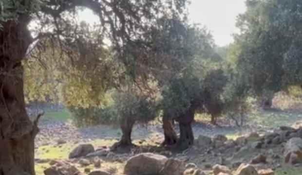 <p>Adada Rumların ve Türklerin kendi arazilerinde zeytin yetiştirerek geçimini sağladığını belirten Atalay, "Bizim büyüklerimiz ilk geldiklerinde zeytin toplayı bilmiyorlar hatta ağacını tanımıyorlar. Odun ihtiyacı için zamanında çok kesilmiş. </p>
