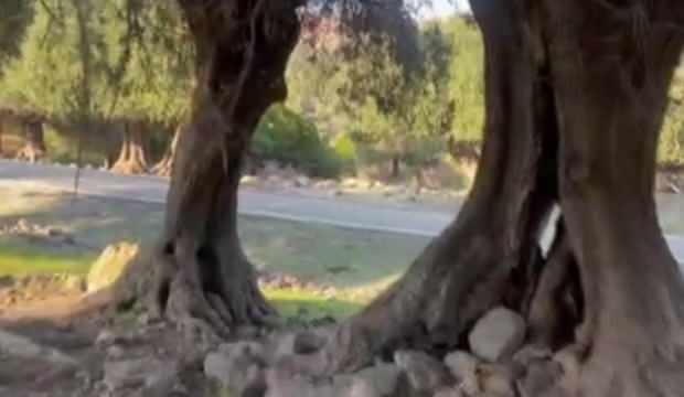 <p>Adada halen Rumların yoğun yaşadığını dile getiren Atalay, kendi ailesi gibi birçok ailenin yıllar önce Trabzon'dan adaya gelip yerleştiğini anlattı.</p>

<p> </p>
