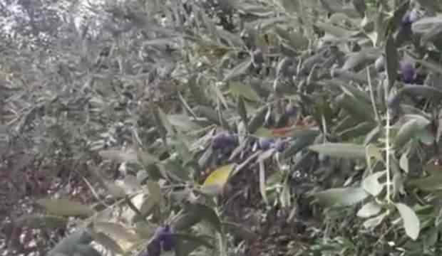 <p>Rumlar 3 kişi 6 çucal toplarken bizimkiler 5 kişi bir çuval ancak toplamışlar. Çünkü bizim büyükler elma toplar gibi zeytin hasat etmişler. Zamanla öğrenmişler ağacı, zeytin toplamayı ve ürünün kıymetini" diye konuştu.</p>

<p> </p>
