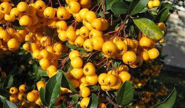 <p>Doğal ortamlarda, genellikle dağlık bölgelerde yetişen alıç meyvesi, köylüler tarafından toplandıktan sonra kurutularak, reçel, marmelat, sirke veya çay olarak tüketiliyor.</p>
