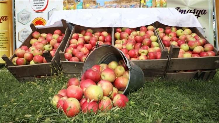 <p><span style="color:#B22222"><strong>6. AMASYA - </strong></span></p>

<p> </p>

<p>Amasya Elması</p>
