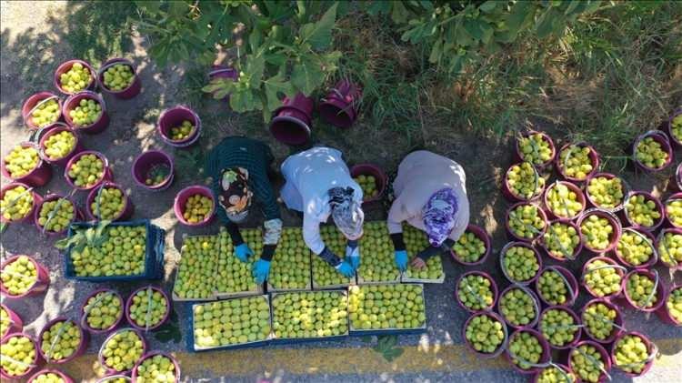 <p><span style="color:#B22222"><strong>11. AYDIN -</strong></span></p>

<p> </p>

<p>İncir</p>
