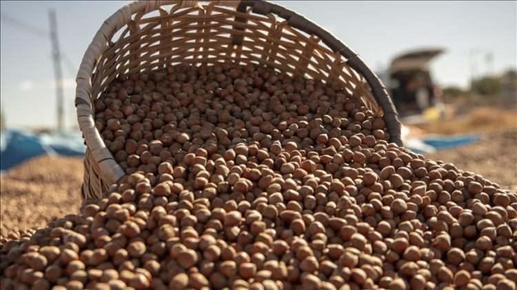 <p><span style="color:#B22222"><strong>34. GİRESUN -</strong></span></p>

<p> </p>

<p>Fındık</p>
