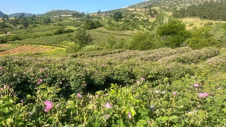 <p><span style="color:#B22222"><strong>39. ISPARTA - </strong></span></p>

<p> </p>

<p>Gül</p>
