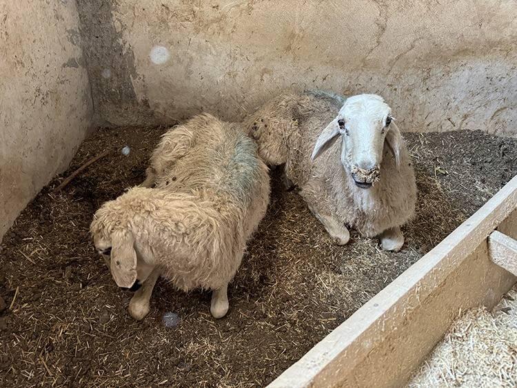 <p><span style="color:#B22222"><strong>44. KARAMAN -</strong></span></p>

<p> </p>

<p>Karaman Koyunu</p>
